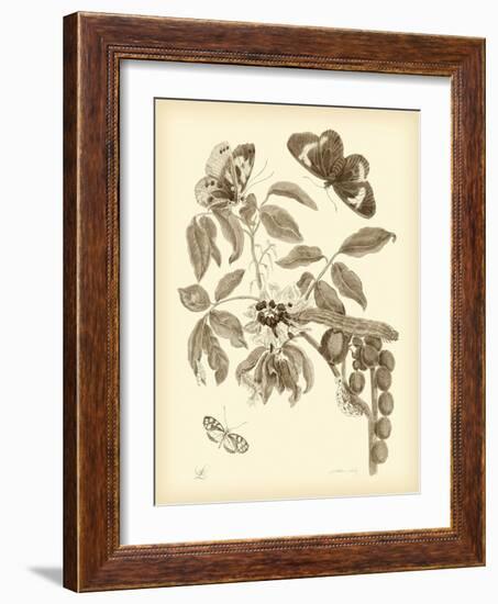 Nature Study in Sepia II-Maria Sibylla Merian-Framed Art Print