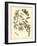 Nature Study in Sepia II-Maria Sibylla Merian-Framed Art Print