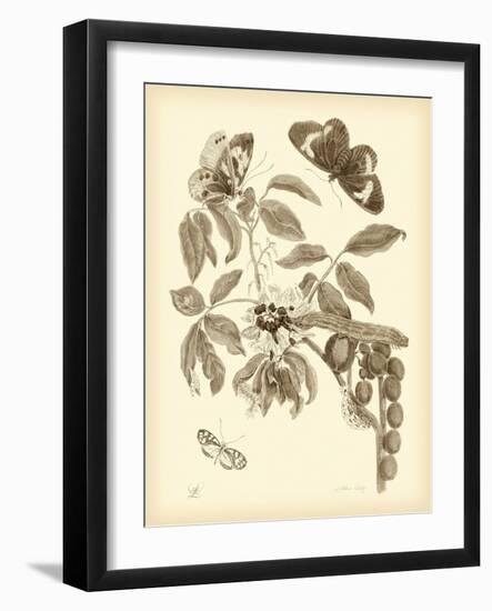 Nature Study in Sepia II-Maria Sibylla Merian-Framed Art Print