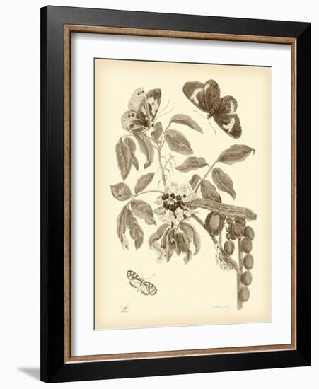 Nature Study in Sepia II-Maria Sibylla Merian-Framed Art Print