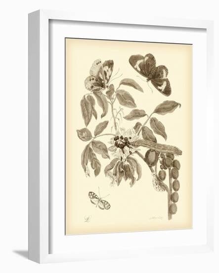 Nature Study in Sepia II-Maria Sibylla Merian-Framed Art Print