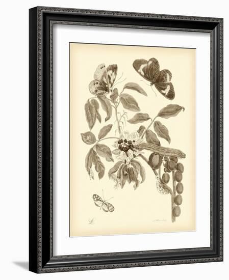 Nature Study in Sepia II-Maria Sibylla Merian-Framed Art Print