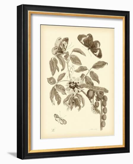 Nature Study in Sepia II-Maria Sibylla Merian-Framed Art Print