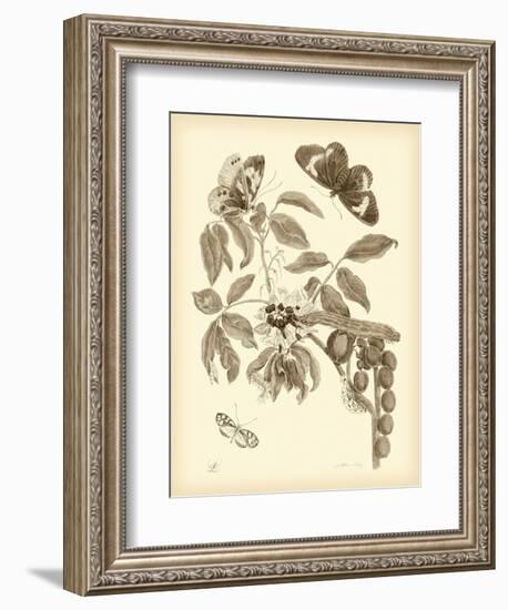 Nature Study in Sepia II-Maria Sibylla Merian-Framed Premium Giclee Print