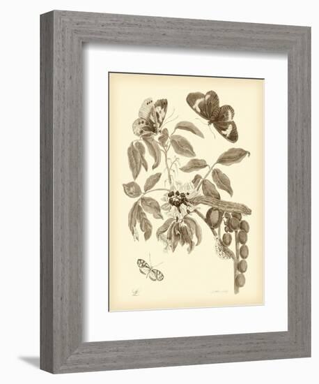 Nature Study in Sepia II-Maria Sibylla Merian-Framed Premium Giclee Print