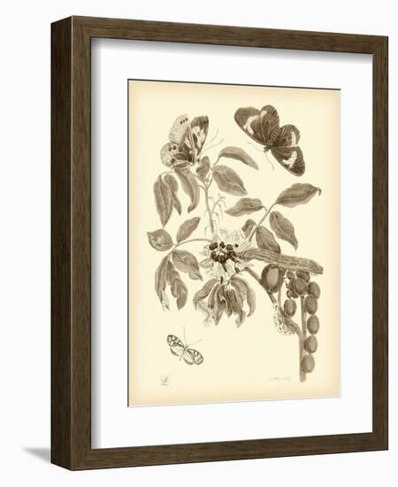 Nature Study in Sepia II-Maria Sibylla Merian-Framed Premium Giclee Print