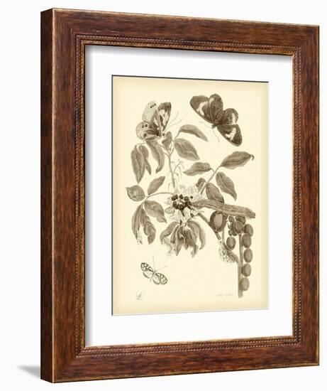 Nature Study in Sepia II-Maria Sibylla Merian-Framed Premium Giclee Print