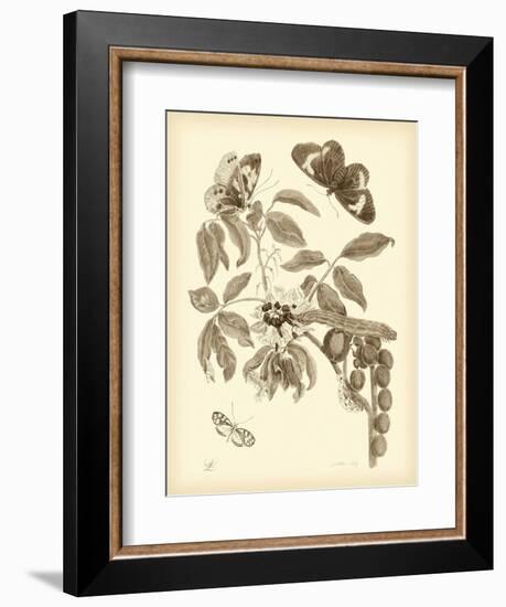 Nature Study in Sepia II-Maria Sibylla Merian-Framed Premium Giclee Print