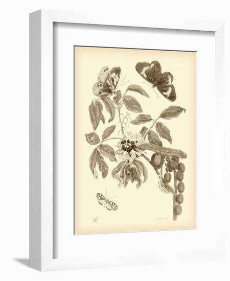 Nature Study in Sepia II-Maria Sibylla Merian-Framed Premium Giclee Print