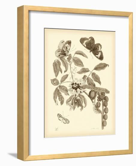 Nature Study in Sepia II-Maria Sibylla Merian-Framed Premium Giclee Print