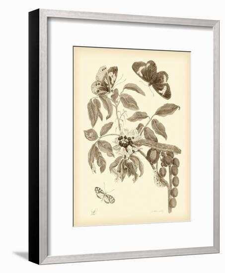 Nature Study in Sepia II-Maria Sibylla Merian-Framed Premium Giclee Print