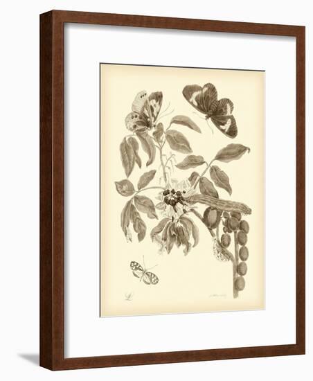 Nature Study in Sepia II-Maria Sibylla Merian-Framed Premium Giclee Print