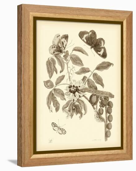 Nature Study in Sepia II-Maria Sibylla Merian-Framed Stretched Canvas