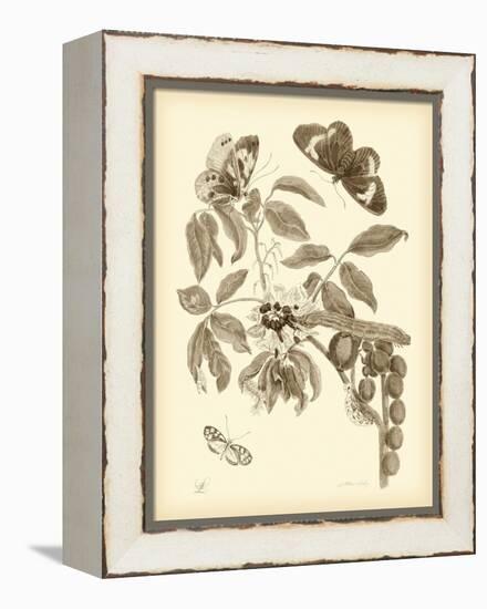 Nature Study in Sepia II-Maria Sibylla Merian-Framed Stretched Canvas