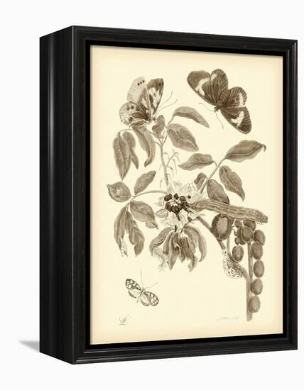 Nature Study in Sepia II-Maria Sibylla Merian-Framed Stretched Canvas