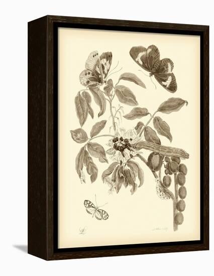 Nature Study in Sepia II-Maria Sibylla Merian-Framed Stretched Canvas