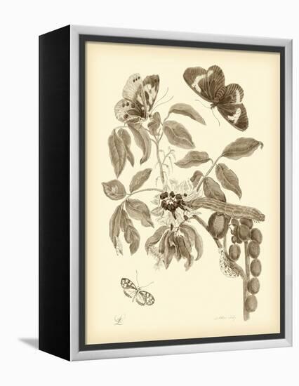 Nature Study in Sepia II-Maria Sibylla Merian-Framed Stretched Canvas