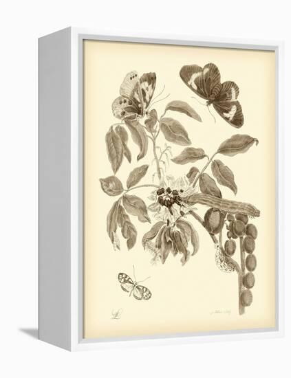 Nature Study in Sepia II-Maria Sibylla Merian-Framed Stretched Canvas