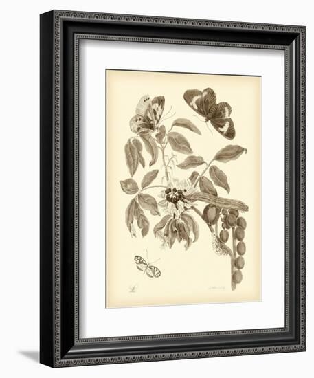 Nature Study in Sepia II-Maria Sibylla Merian-Framed Art Print