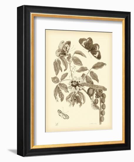 Nature Study in Sepia II-Maria Sibylla Merian-Framed Art Print