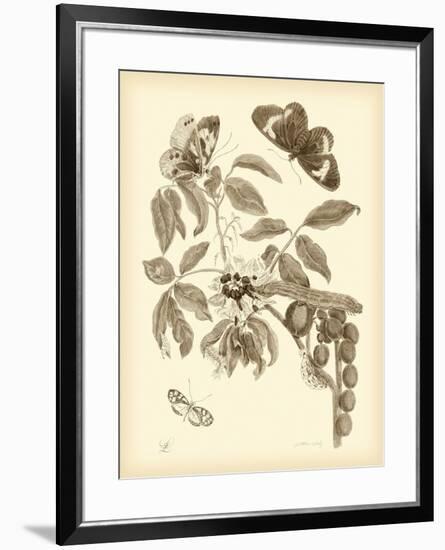 Nature Study in Sepia II-Maria Sibylla Merian-Framed Art Print