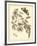 Nature Study in Sepia II-Maria Sibylla Merian-Framed Art Print