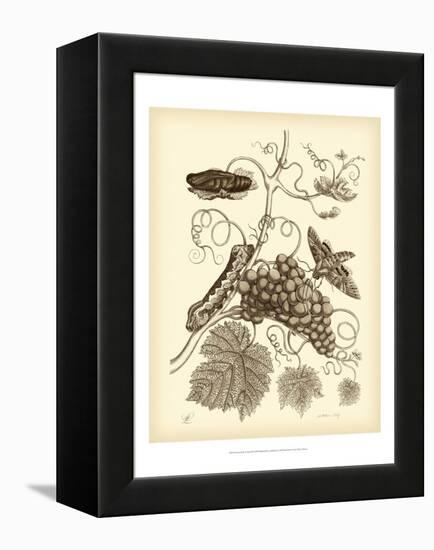 Nature Study in Sepia III-Maria Sibylla Merian-Framed Stretched Canvas