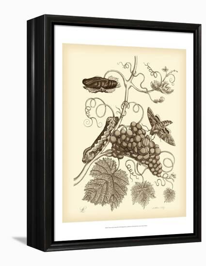 Nature Study in Sepia III-Maria Sibylla Merian-Framed Stretched Canvas