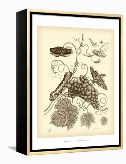 Nature Study in Sepia III-Maria Sibylla Merian-Framed Stretched Canvas