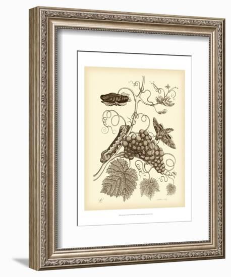 Nature Study in Sepia III-Maria Sibylla Merian-Framed Art Print