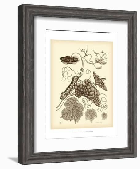 Nature Study in Sepia III-Maria Sibylla Merian-Framed Art Print