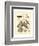 Nature Study in Sepia III-Maria Sibylla Merian-Framed Art Print