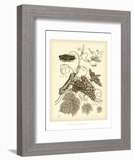 Nature Study in Sepia III-Maria Sibylla Merian-Framed Art Print