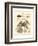 Nature Study in Sepia III-Maria Sibylla Merian-Framed Art Print