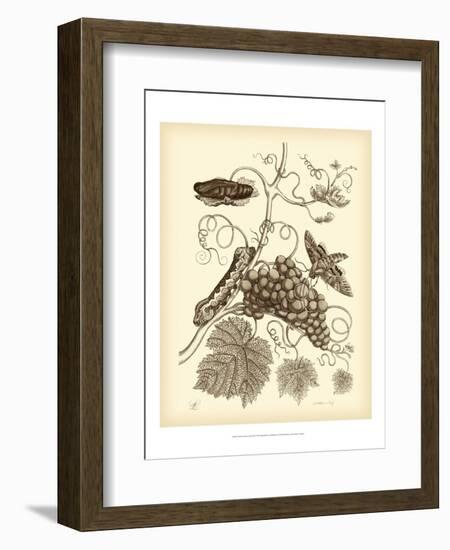 Nature Study in Sepia III-Maria Sibylla Merian-Framed Art Print