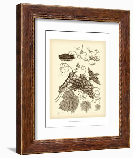 Nature Study in Sepia III-Maria Sibylla Merian-Framed Art Print