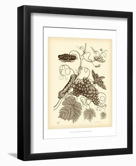 Nature Study in Sepia III-Maria Sibylla Merian-Framed Art Print