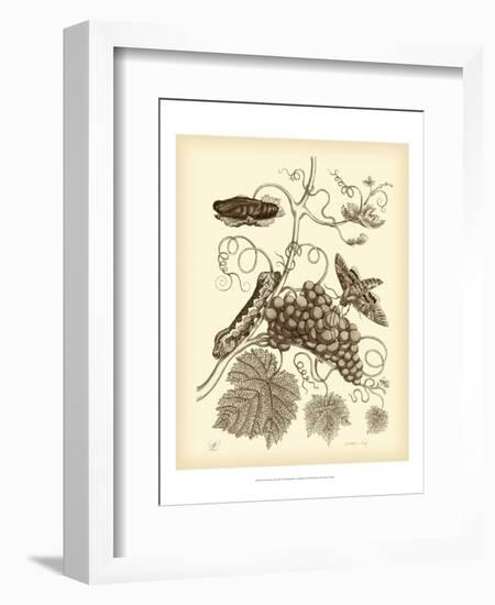 Nature Study in Sepia III-Maria Sibylla Merian-Framed Art Print