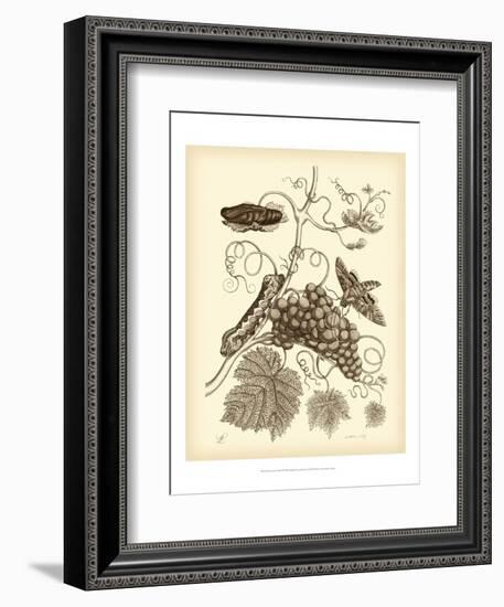 Nature Study in Sepia III-Maria Sibylla Merian-Framed Art Print