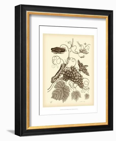 Nature Study in Sepia III-Maria Sibylla Merian-Framed Art Print