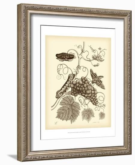 Nature Study in Sepia III-Maria Sibylla Merian-Framed Art Print