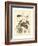 Nature Study in Sepia III-Maria Sibylla Merian-Framed Art Print