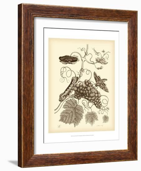 Nature Study in Sepia III-Maria Sibylla Merian-Framed Art Print