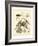 Nature Study in Sepia III-Maria Sibylla Merian-Framed Art Print