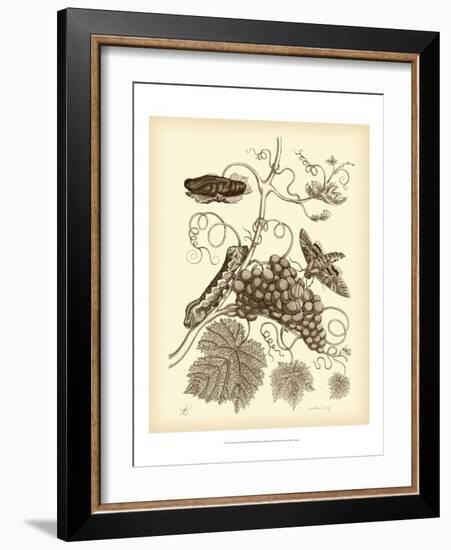 Nature Study in Sepia III-Maria Sibylla Merian-Framed Art Print