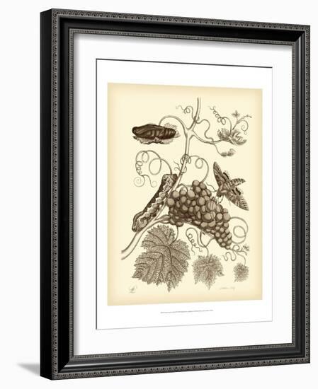 Nature Study in Sepia III-Maria Sibylla Merian-Framed Art Print