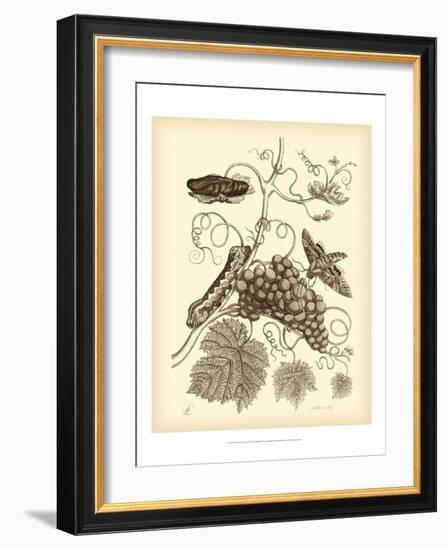 Nature Study in Sepia III-Maria Sibylla Merian-Framed Art Print