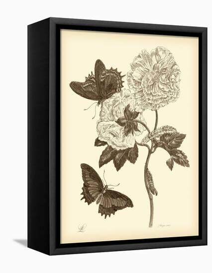 Nature Study in Sepia IV-Maria Sibylla Merian-Framed Stretched Canvas