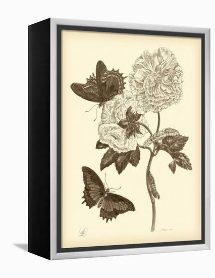 Nature Study in Sepia IV-Maria Sibylla Merian-Framed Stretched Canvas