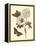 Nature Study in Sepia IV-Maria Sibylla Merian-Framed Stretched Canvas